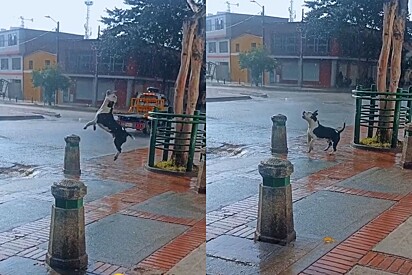 Cachorro viraliza nas redes sociais por comemorar a chegada da chuva.