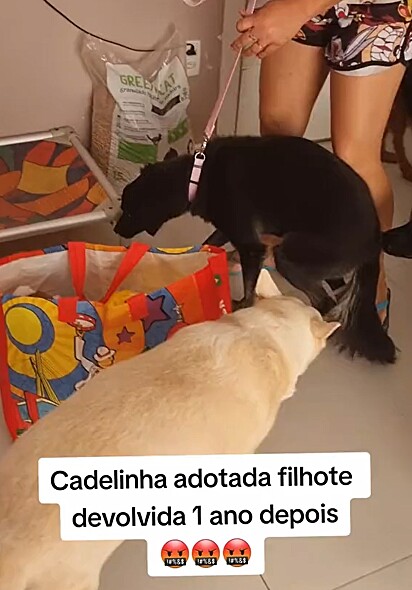 A cachorrinha foi devolvida ao Abrigo Toca do Bicho, localizado em Itaboraí, Rio de Janeiro.