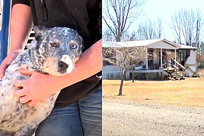 Cachorra é aclamada como heroína após salvar família de casa em chamas.