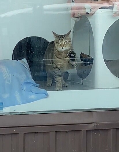 A gata Monique acenando pelo vidro da janela do abrigo.