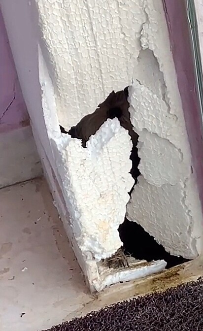 A cachorrinha abriu um buraco na parede para fugir do banho.