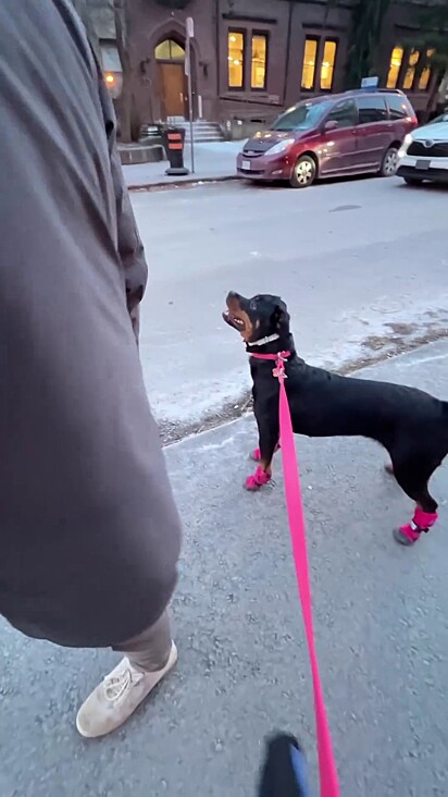 A cachorrinha prefere para o passeio para ver a lua.