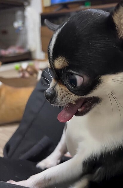 Chihuahua tenta mostrar bravura, mas o resultado acabou sendo mais fofo do que intimidador.
