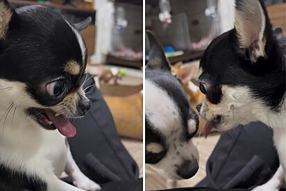 Chihuahua tenta dar o seu melhor para mostrar como é brava - mas resultado não sai como o esperado.