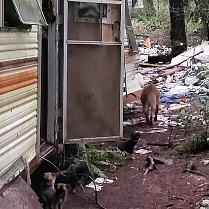 A cadela estava abrigada em um trailer abandonado.