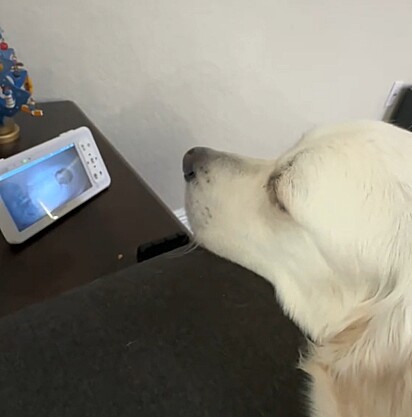 O cachorro golden retriever olhando a bebê pela babá eletrônica.