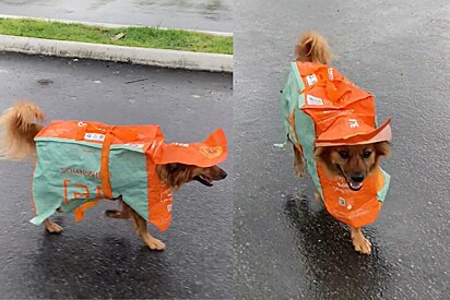 Patricinha da comunidade: canina viraliza com capa de chuva feita de sacola de supermercado.