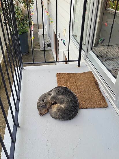A foca foi encontrada dormindo na varanda de uma casa.