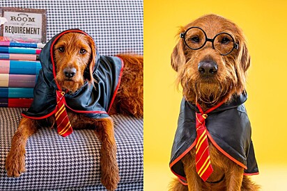 Conheça Dobby, o cachorro bruxo que domina os feitiços de Harry Potter.