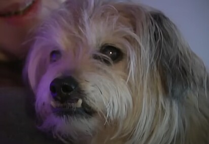 Bear é um shih tzu de 16 anos.