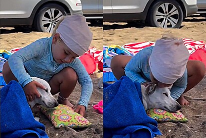 Menina cuida com o maior carinho do seu cachorro vira-lata, e vídeo fofo emociona.