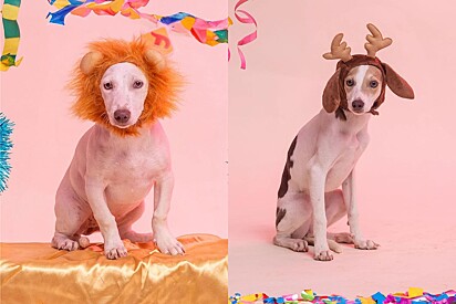 Na esperança de ser adotados, cachorros resgatados fazem ensaio de carnaval .