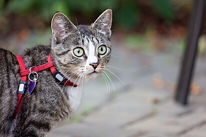 Se o felino gosta de passear, o ideal é utilizar uma guia para gatos nos passeios ao ar livre.