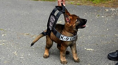 O filhote de pastor alemão chamado Tuco foi treinado para o Departamento de Polícia de Boston.