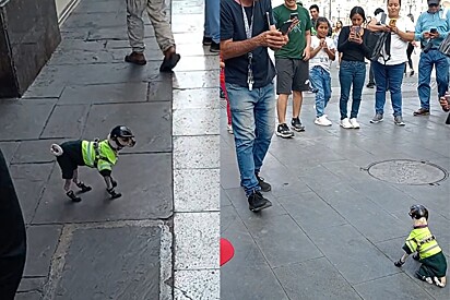 Cão policial minúsculo dá chega para lá em vira-lata caramelo e coloca ordem em ruas de Lima, no Peru.