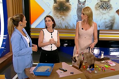 A veterinária Priscilla Barros esclarecia dúvidas sobre cuidados com felinos.