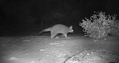 O gambá marsupial noturno nativo da Austrália é uma espécie em extinção.