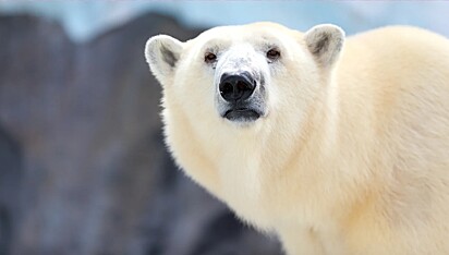 O urso-polar é uma das espécies de maior risco de extinção devido às mudanças climáticas.