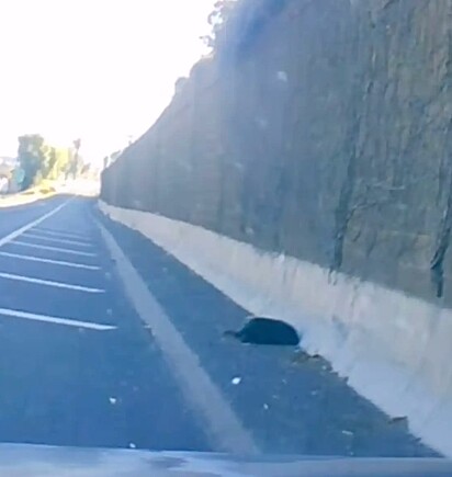 Loop dirigia em uma rodovia em Rubidoux, Califórnia, quando se deparou com o cão atropelado.