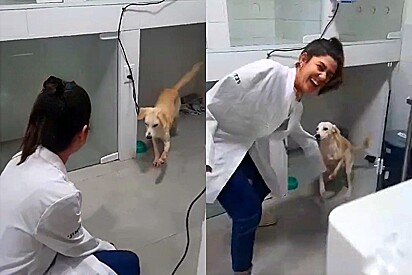 Vira-lata resgatada tem a reação mais fofa ao ver as médicas veterinárias que trataram suas feridas.