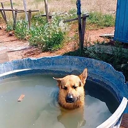 O pastor alemão estava desfrutando tranquilamente de um banho de piscina.