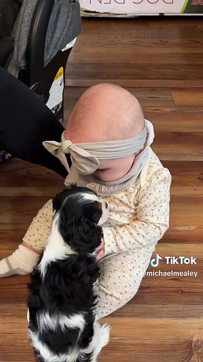 O cachorrinho spaniel se deu bem com a bebêzinha.