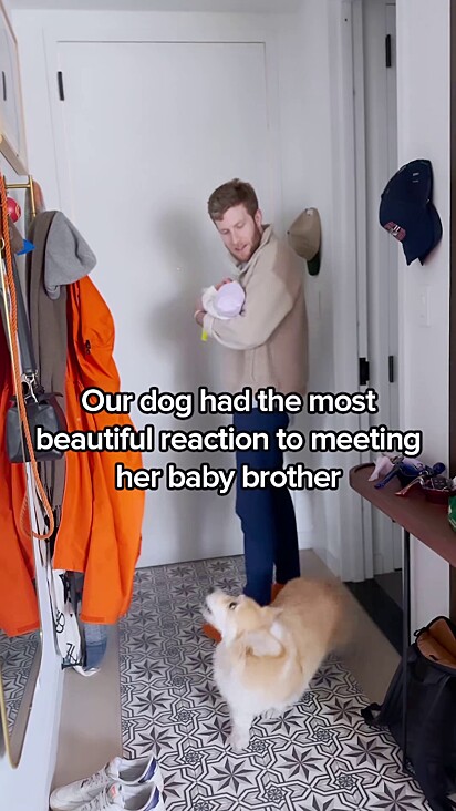 A corgi ficou esperando na porta enquanto o tutor entrava em casa com o bebê.