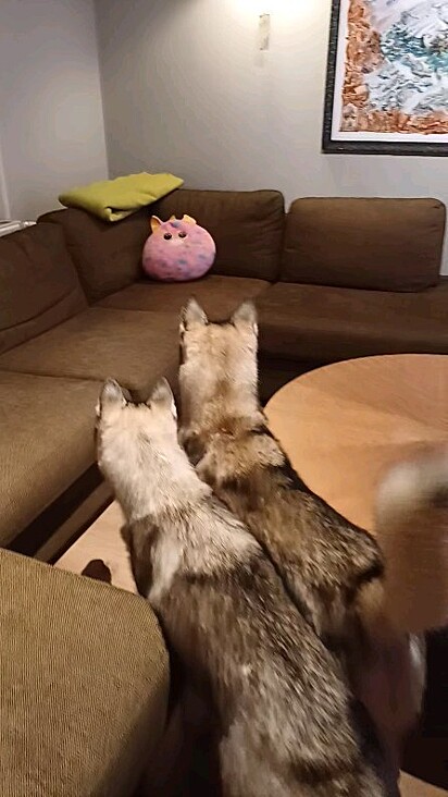 Os cães observando a almofada de longe.