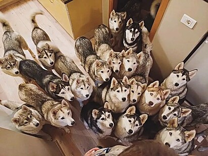 A família é composta por 21 cães. Nem todos estão na foto.