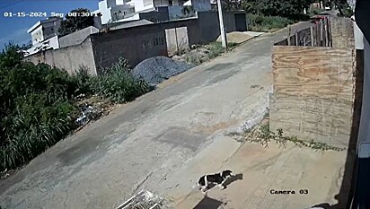 Câmeras de segurança da casa de Graziela registraram um carro passando em alta velocidade enquanto um cãozinho corre eufórico atrás.