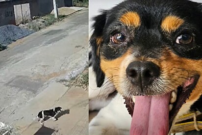 Família decide abrir porta de casa para cachorro abandonado tomar água e tem sua vida transformada.