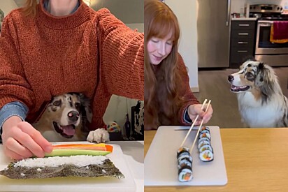 Cachorro impressiona web ao ajudar tutora a fazer sushi.