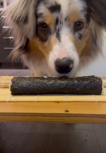 Ele mesmo enrolou seu sushi canino.