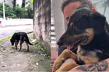 Vida do casal é transformada após resgate de cachorro que tinha medo de humanos.