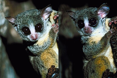 Os bebês do mato, também chamados de galagos, são pequenos primatas que passam a maior parte da vida nas árvores.