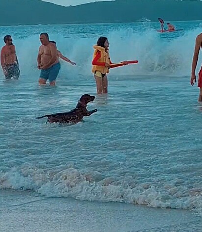 Salsichinha é visto pulando ondinhas na praia.