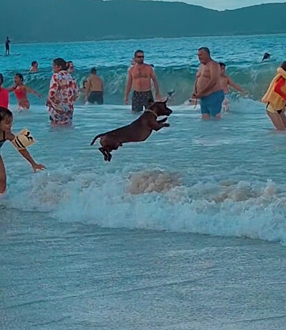 O cachorro divertia-se com sua família na praia.