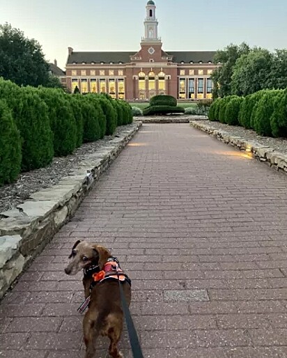 Gooby adora passear pelo campus da universidade onde sua tutora estuda.