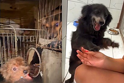 Cachorros que viviam em gaiola de passarinho transbordam de alegria após resgate e aguardam adoção.
