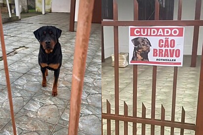 A jovem ficou surpresa com a reação do cão.