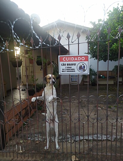 O vira-lata Zero sabe enganar com seu rostinho fofo.