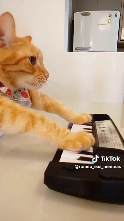 Gato tocando teclado.