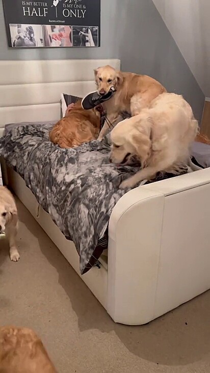 Os cachorros da raça golden retriever acordando o dono na cama pela manhã.