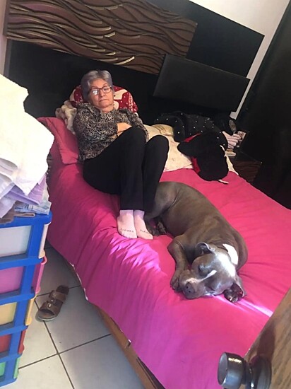 A pitbull cuidou da sua amiga enquanto ela esteve doente.