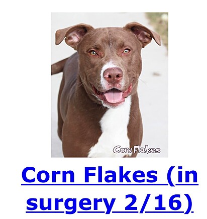 Corn Flakes está disponível para adoção responsável.