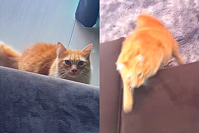 Gato laranja toma atitude após enjoar de sua tutora de férias em casa.