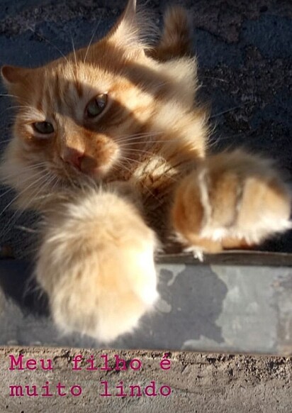 Caco é um gato laranja cheio de personalidade.