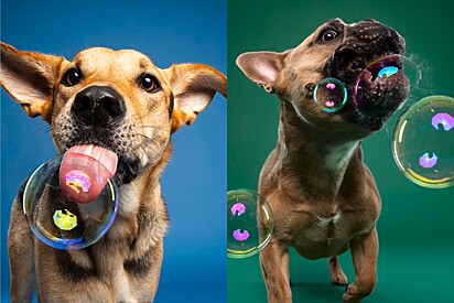 Apenas com bolhas de sabão, fotógrafa consegue resultado impressionante em ensaio com cães, mas falha com um deles.