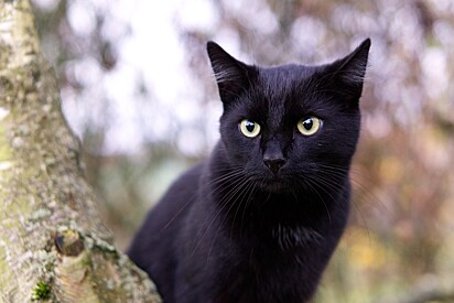 A criatura misteriosa era um gatinho preto.
