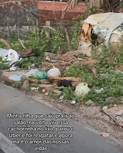 A cachorrinha foi encontrada no lixão.